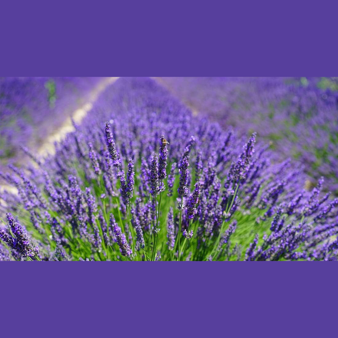 10 szt. Naturalnych saszetek z – Home Fragrance Sachet recenzja i cena